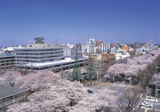 相模原市役所前さくら通り